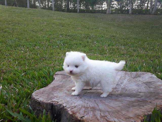 Spitz alemão macho
