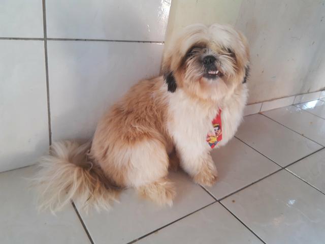 Shih tzu macho - Foto 4