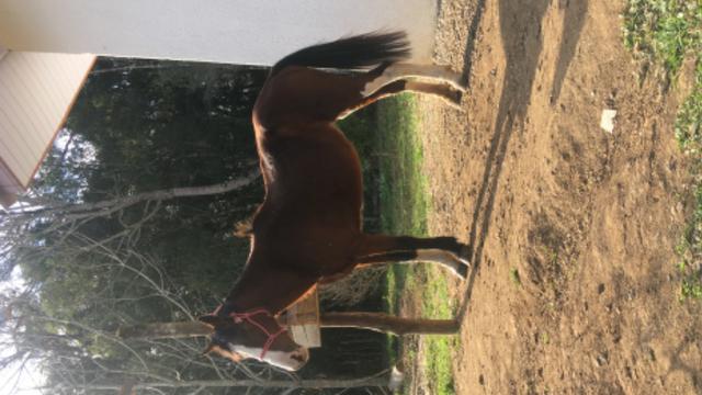 Vendo égua marchadeira - Foto 3