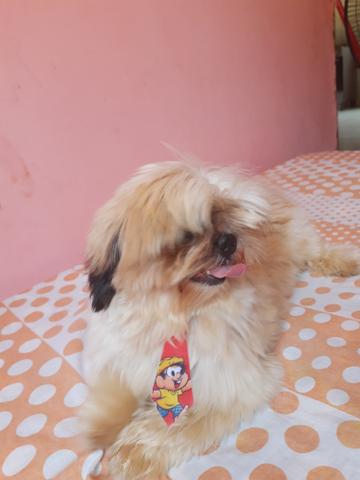 Shih tzu macho - Foto 5