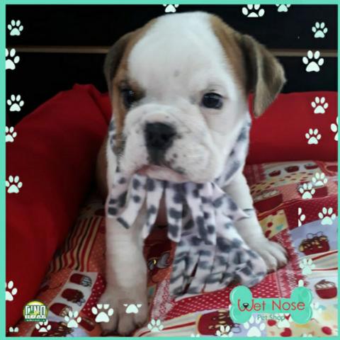 Bulldog Ingles Fema - Venha Se Apaixonar Com Essa Fofura Aqui Na Wet Nose