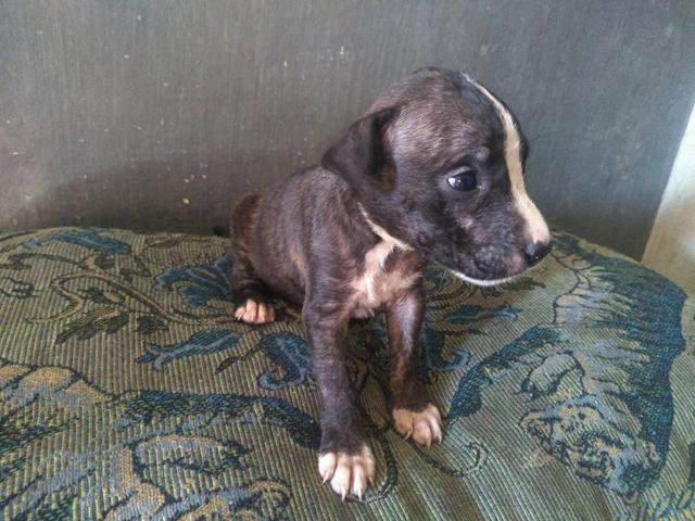 Vendo filhote de pitbull $ 500,00 - Foto 3