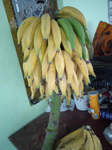 Banana da Terra Orgânica - Foto 3