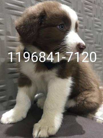 Lindos filhotes de Border Collie Machos com garantias e pedigree só aquii