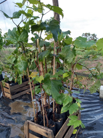 Mudas frutíferas - Foto 6