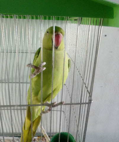 Ring Neck