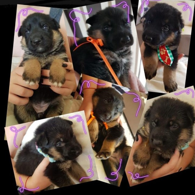 Filhotes de cachorro