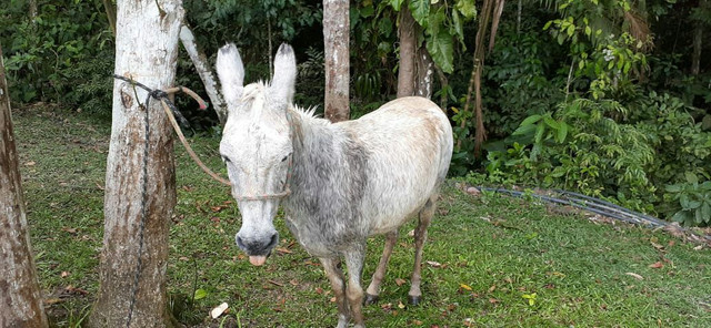 Vendo burro - Foto 3