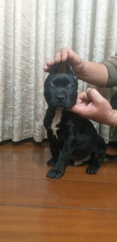 Pit bull monster lindos filhotes saudáveis e dóceis