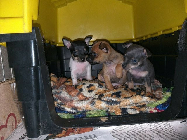 Pinscher Zero ÚLTIMO CASAL disponível - Foto 4