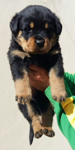 Cabeça De Touro Padrão Alemão Robusto E Imponentes Rottweiler Filhotes - Foto 3