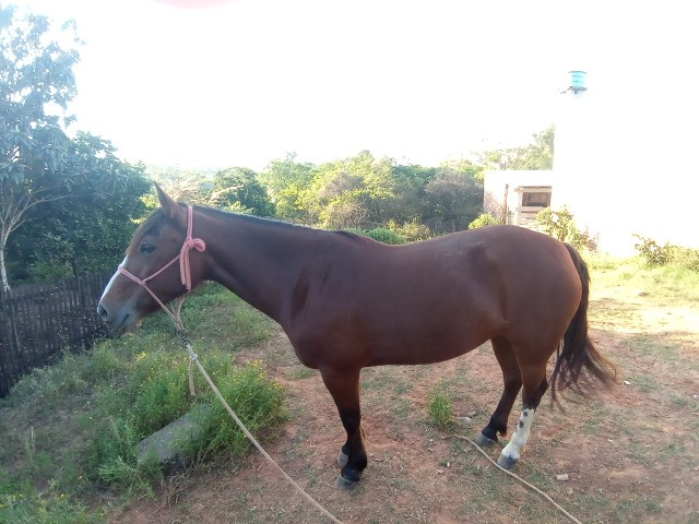 Egua colorada