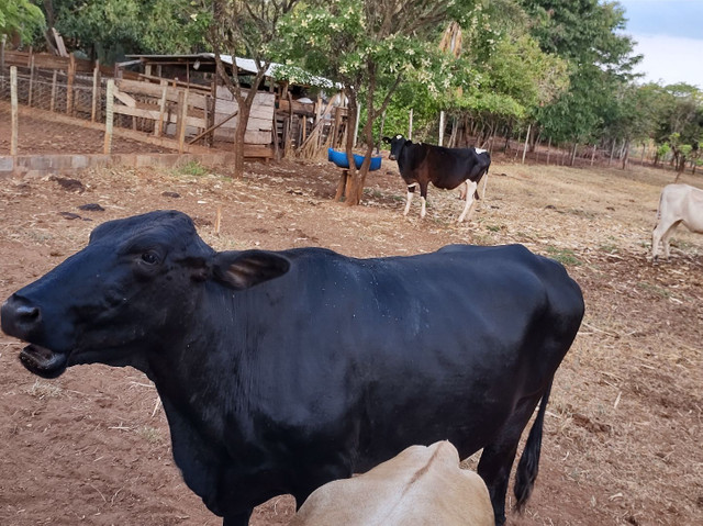 Vende se vaca
