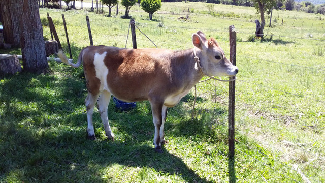 Vendo terneira jérsei - Foto 4