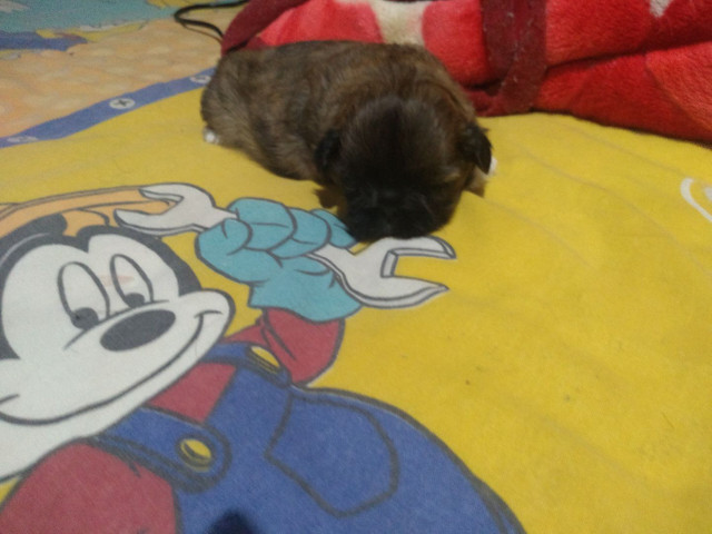 Vende-se cachorrinho shih- fêmea