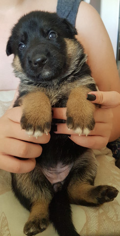 Filhotes de cachorro - Foto 4