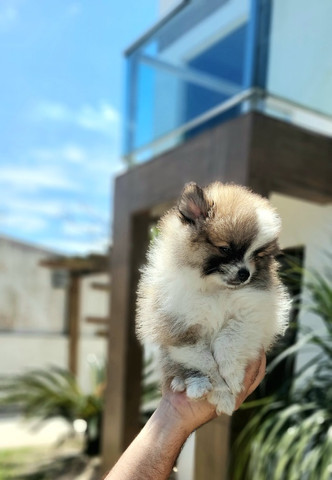 Lulu da pomerania - Foto 4