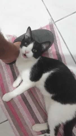 DOAÇÃO DE GATOS - Foto 2