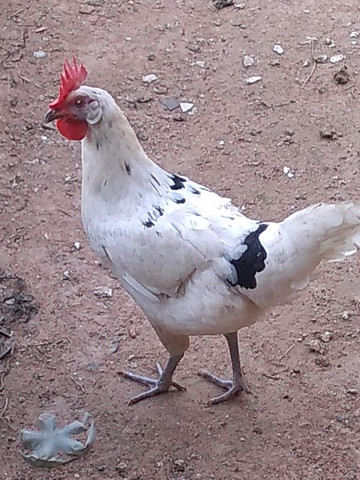 Galos e galinhas de raça - Foto 5