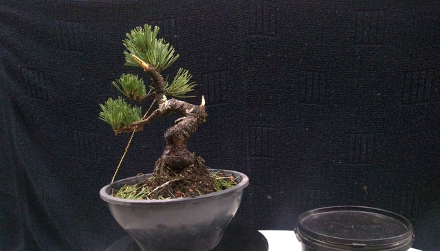 Pré bonsai de Pinheiro negro
