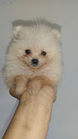 Spitz Alemão - Foto 3