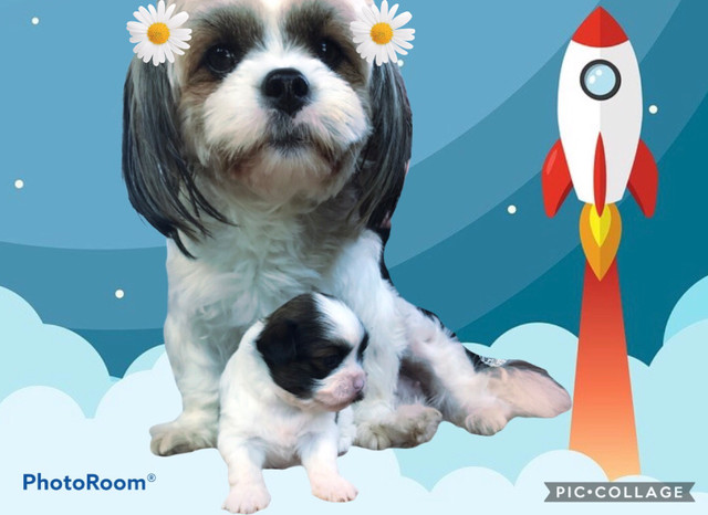 Lindos filhotes Shih Tzu (Shitzu) - Foto 5