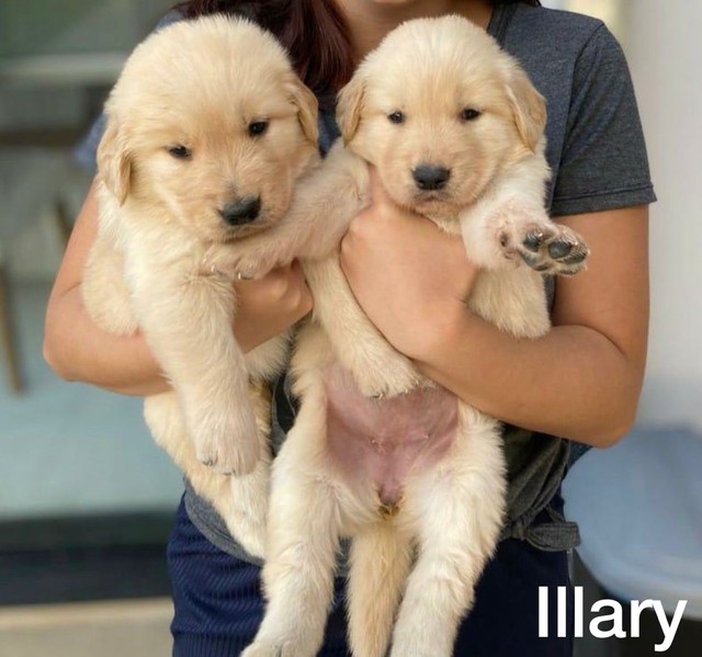GOLDEN RETRIEVER 