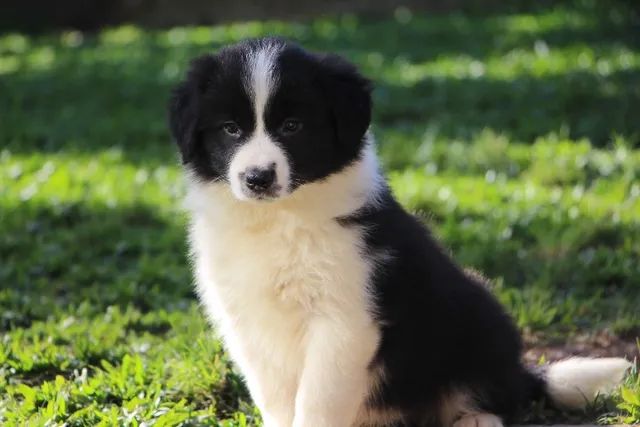 Linda ninhada de Border Collie Blue Merle tricolor