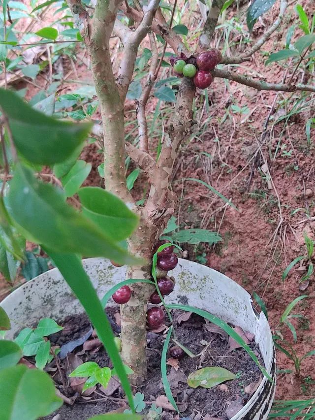 Pé de Jaboticaba  - Foto 6