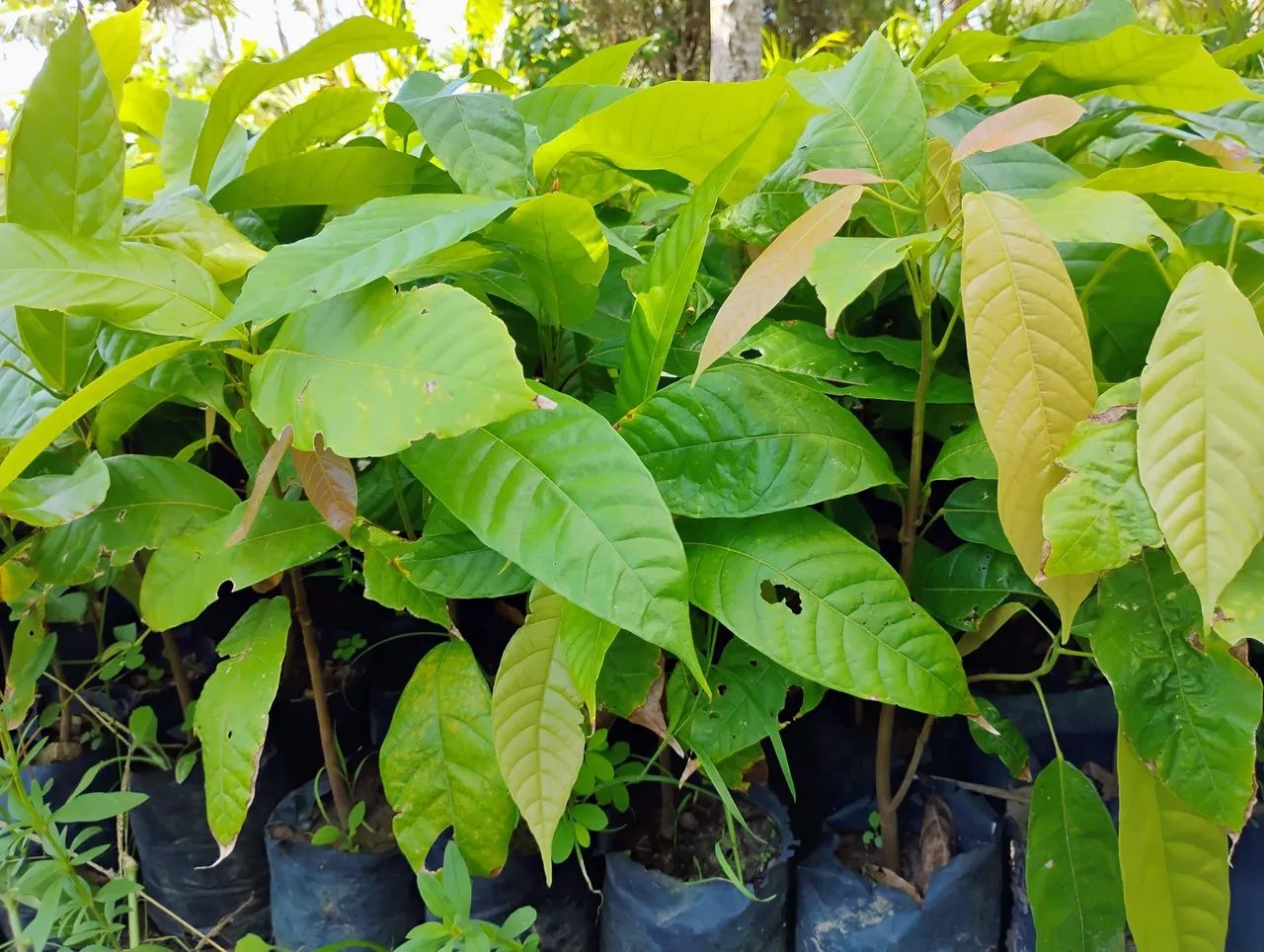 Mudas de fruteiras  - Foto 5