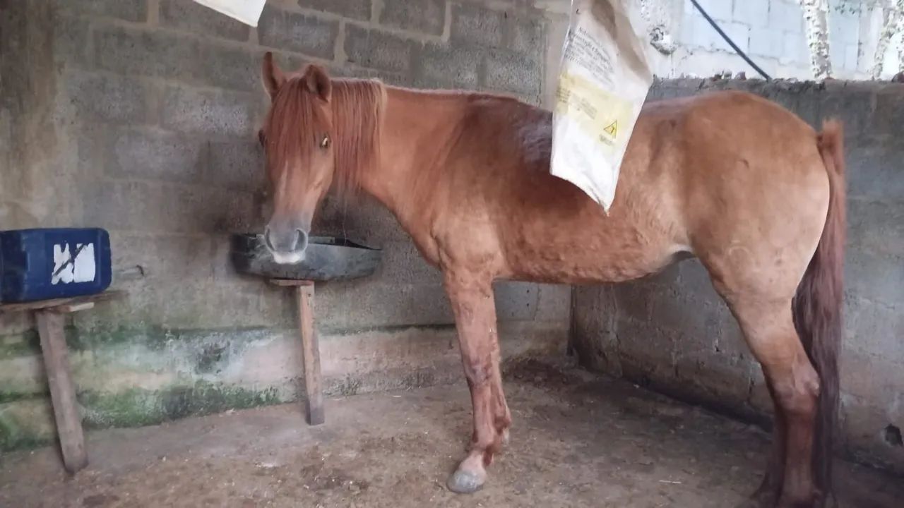 Vendo uma egua baia e um cavalo pampa castrado ....