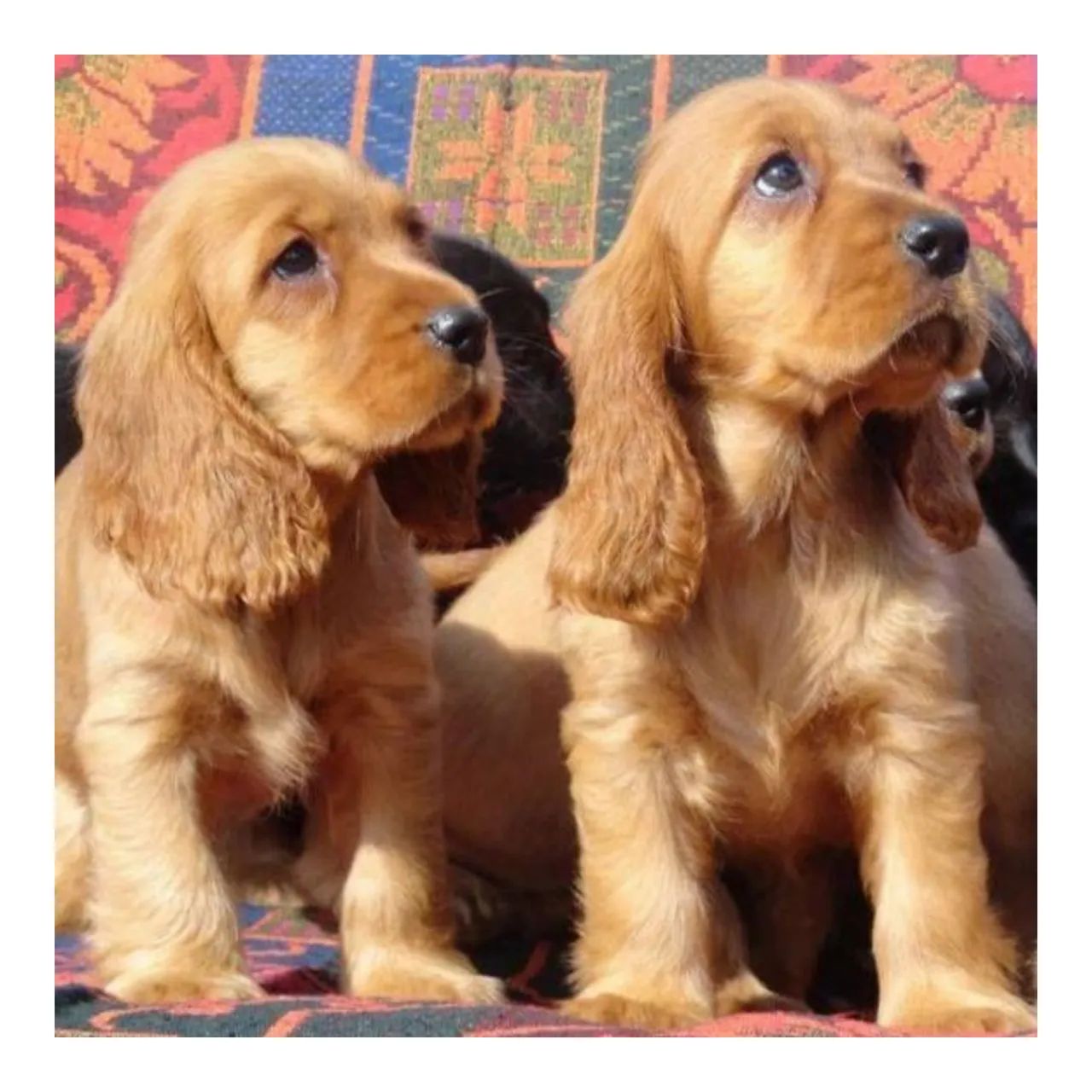 Filhotes de Cocker Spaniel Inglês 