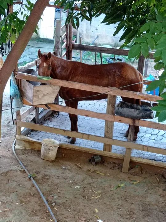 Vendo uma egua baia e um cavalo pampa castrado .... - Foto 5