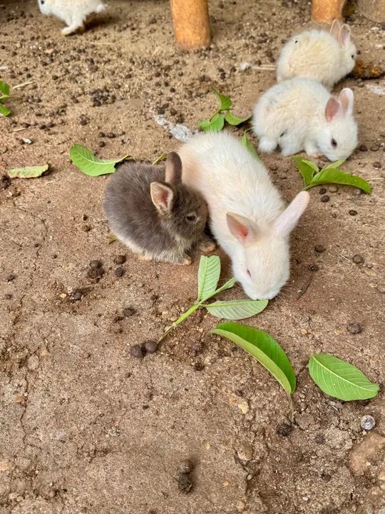 mini coelho anão filhote - Foto 2