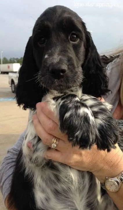 Cocker Spanel Macho- A procura da sua família 