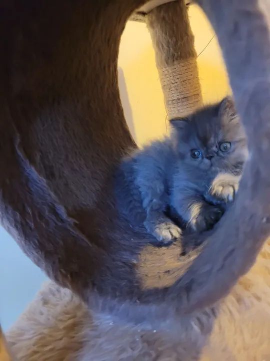 Gatinho Persa Cinza  - Foto 4