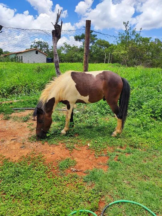 Pônei Macho Inteiro - Foto 5