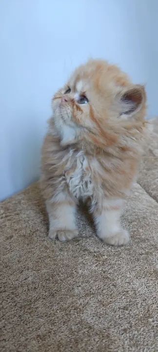 Persa lindinhos  - Foto 6