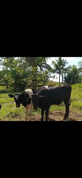 Bezerros - 2 machos e 1 fêmea 