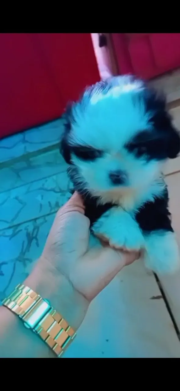 Filhote de Shih Tzu