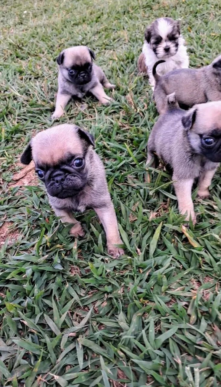 Pug - Foto 2