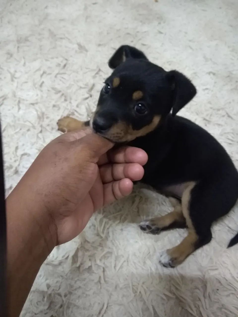 Filhote de cachorro -  Raça Pequena