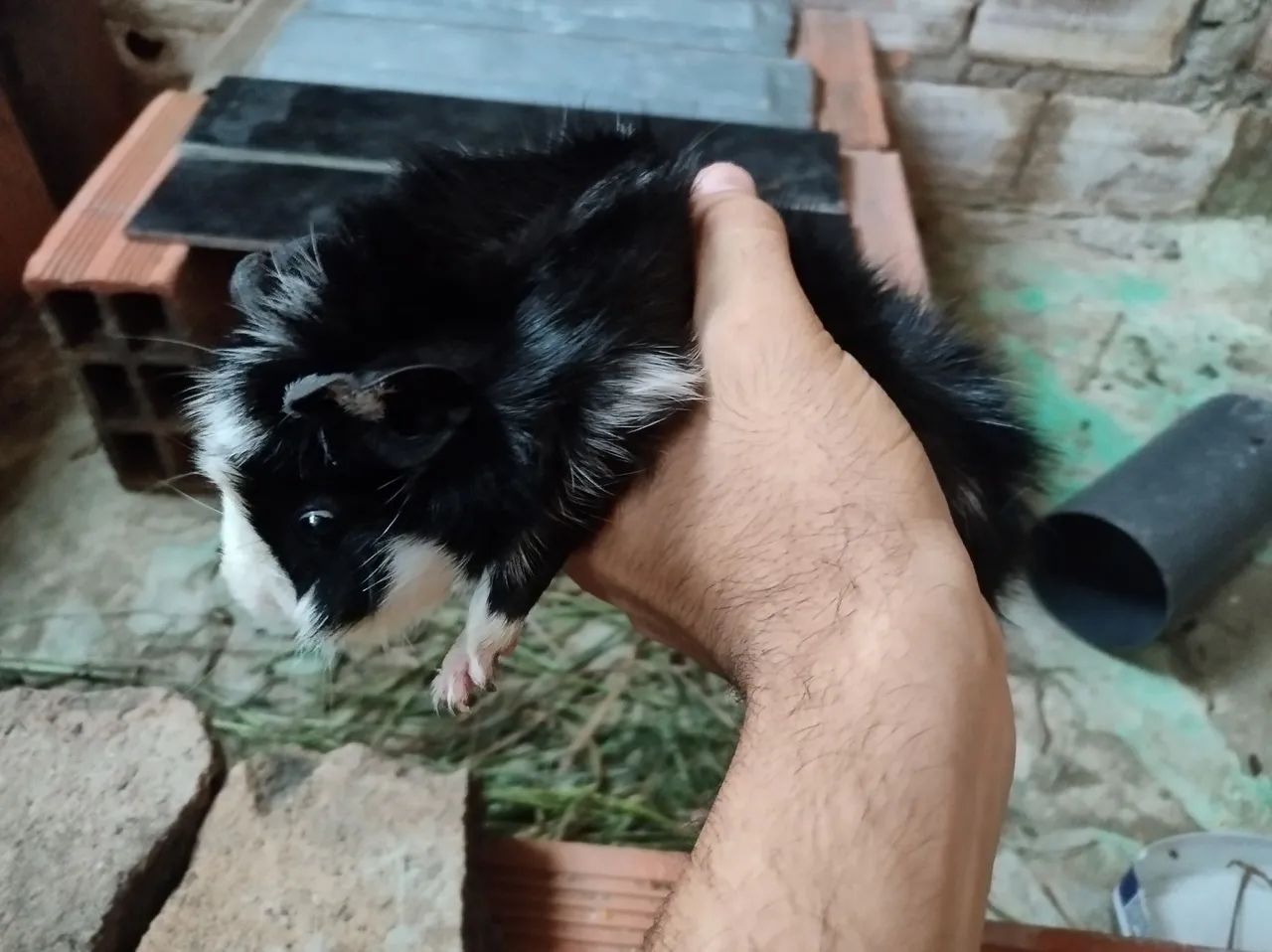 Porquinho da índia da raça abissínia  - Foto 2