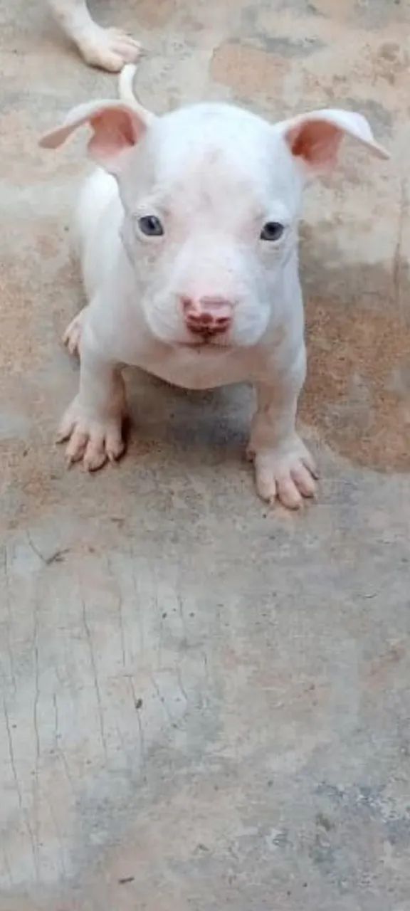 Filhote de Pitbull - Disponível
