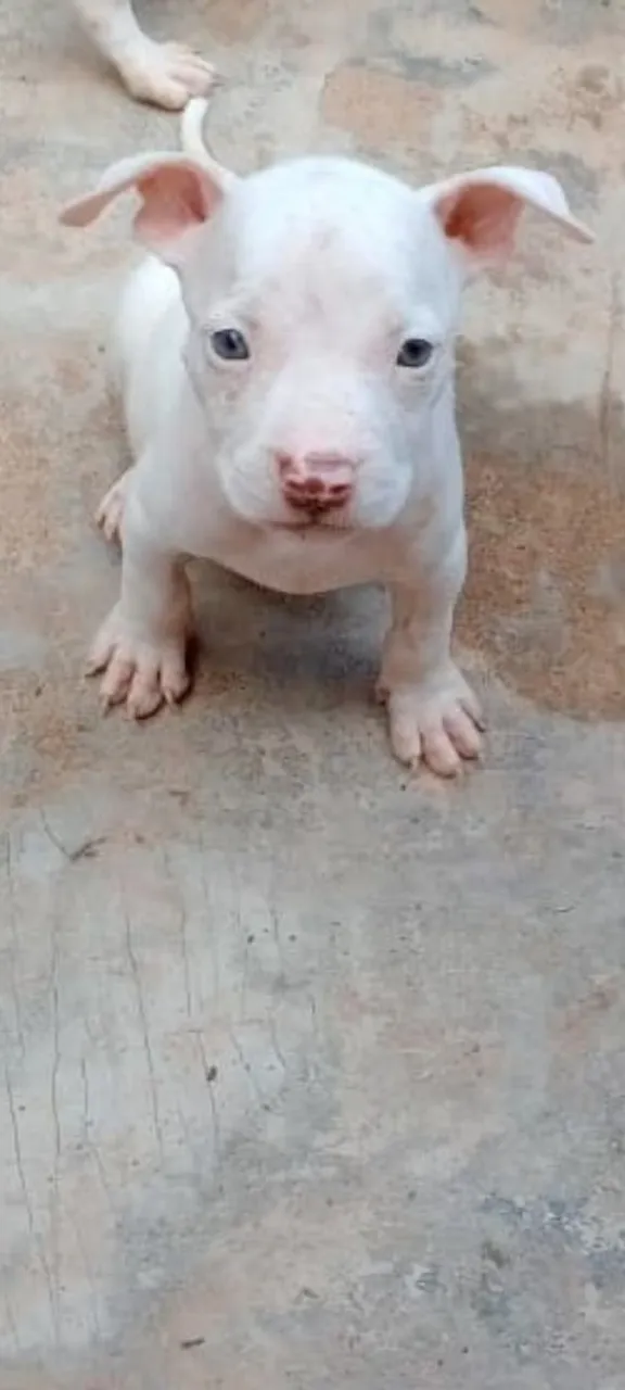 Filhote de Pitbull - Disponível