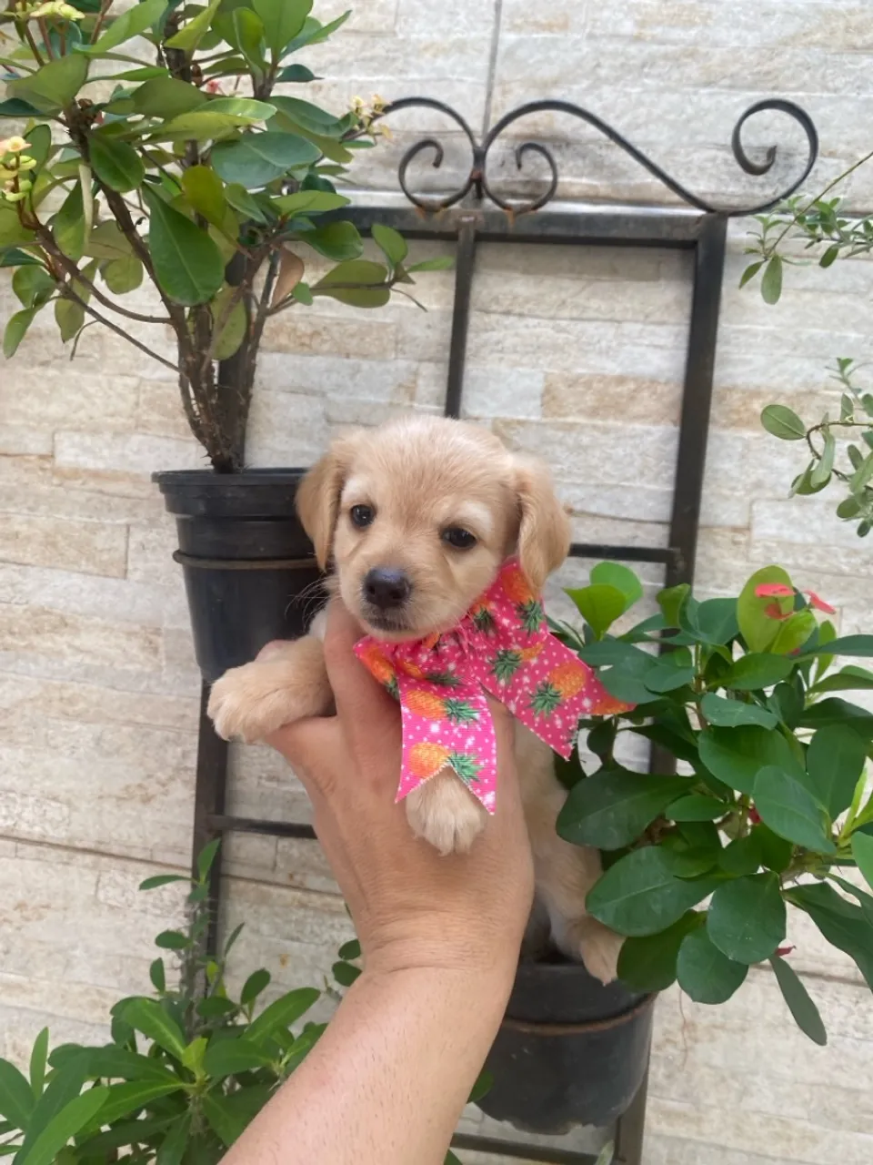 Filhote de cachorro fofo e charmoso!