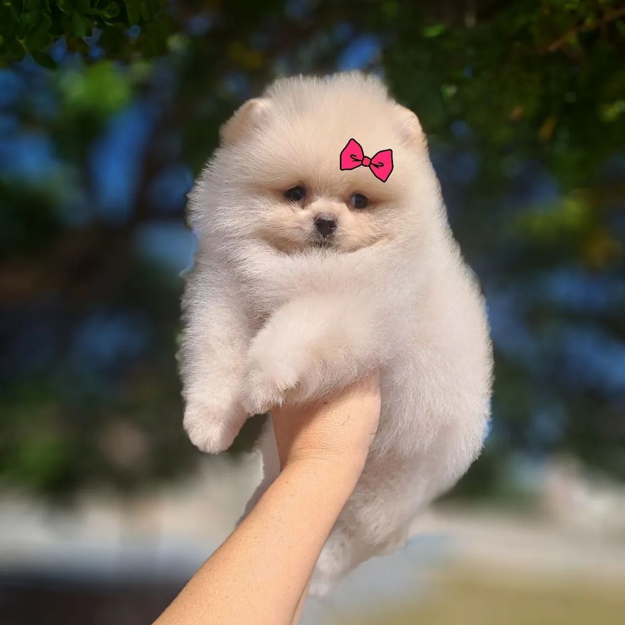 Ursinhos Creme Minúsculos Lulu da Pomerânia  - Foto 2