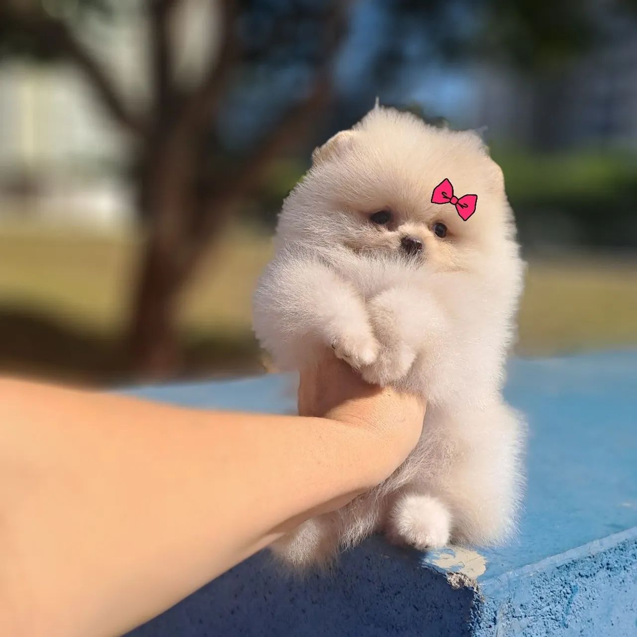 Ursinhos Creme Minúsculos Lulu da Pomerânia  - Foto 5