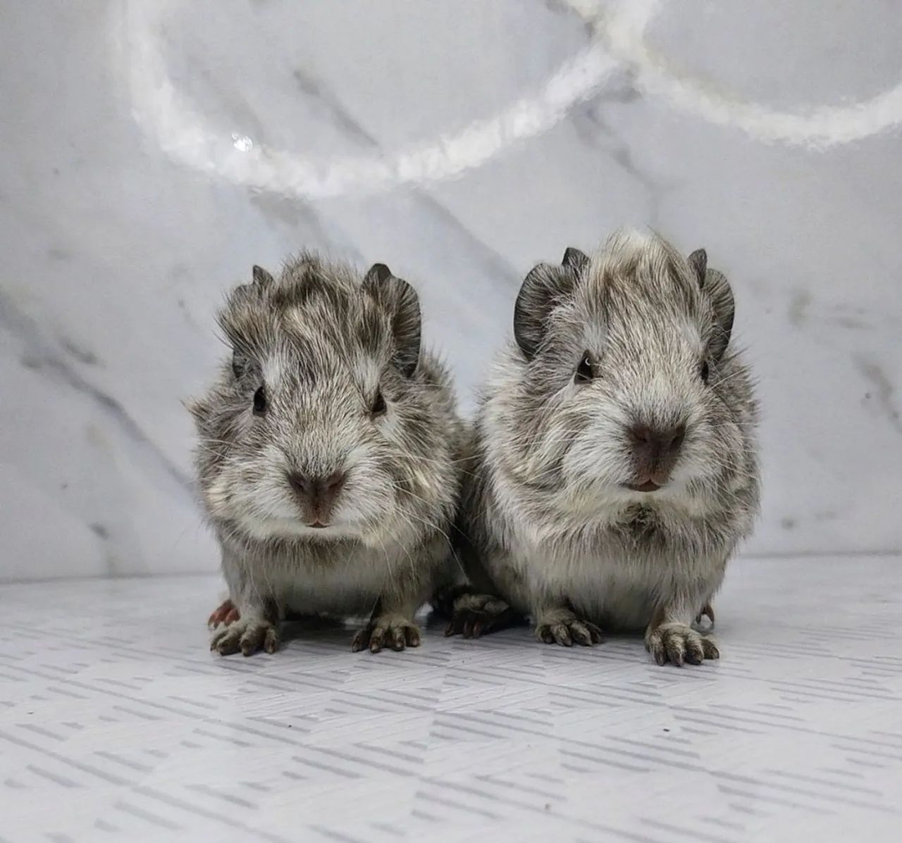 Dois filhotes de porquinho da índia - Lindos e fofinhos - Foto 2