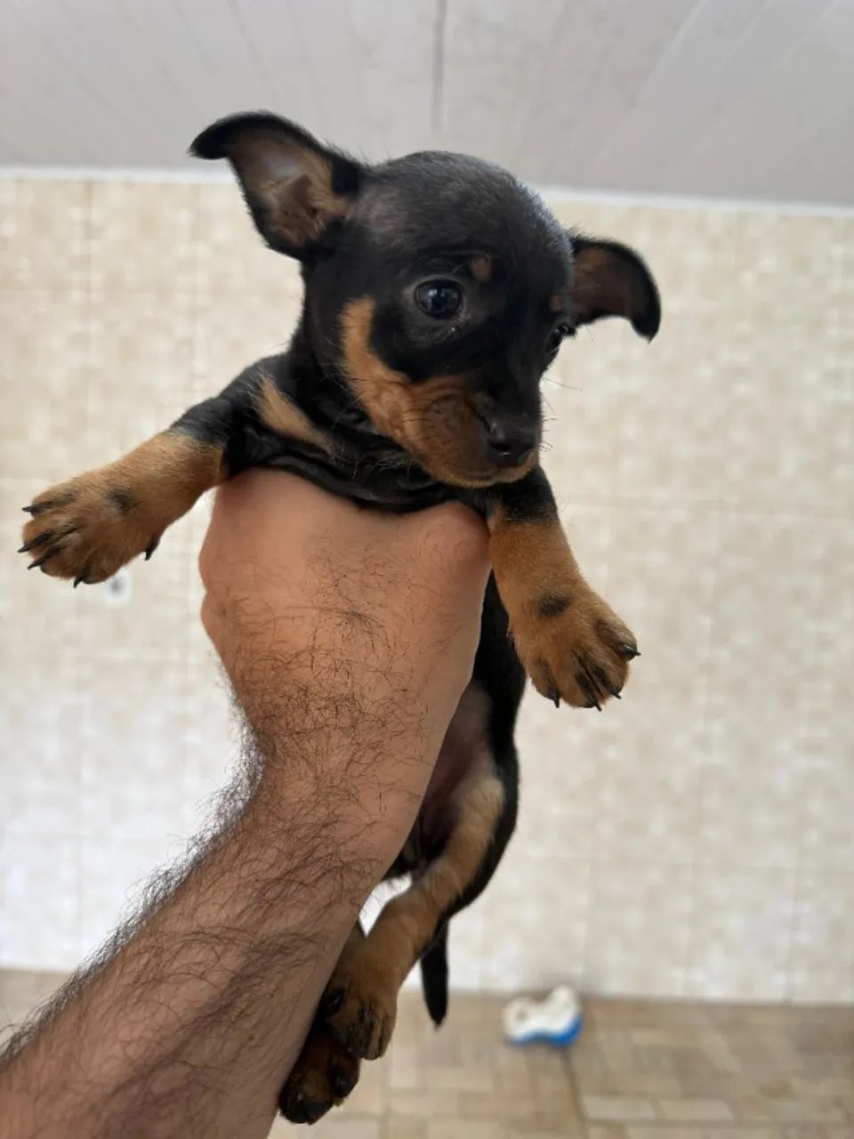 Vendo esse lindo filhote de pinscher 1 - Foto 2